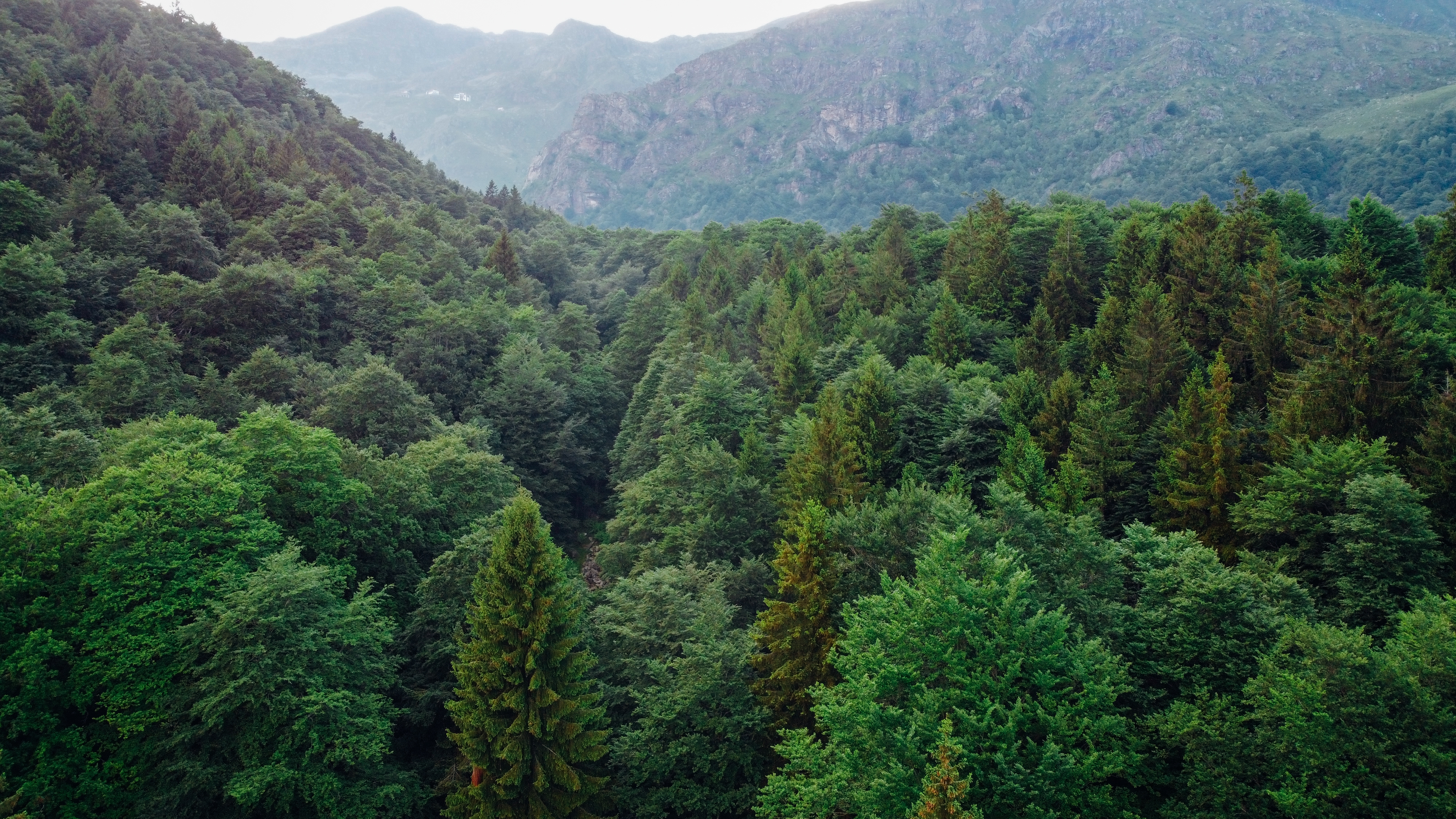 Green Forest 2022 11 15 13 48 51 Utc (1)